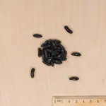 Légumes Secs - Haricot Nain Vert Gourmandel - 10 m - MEDIA_3D